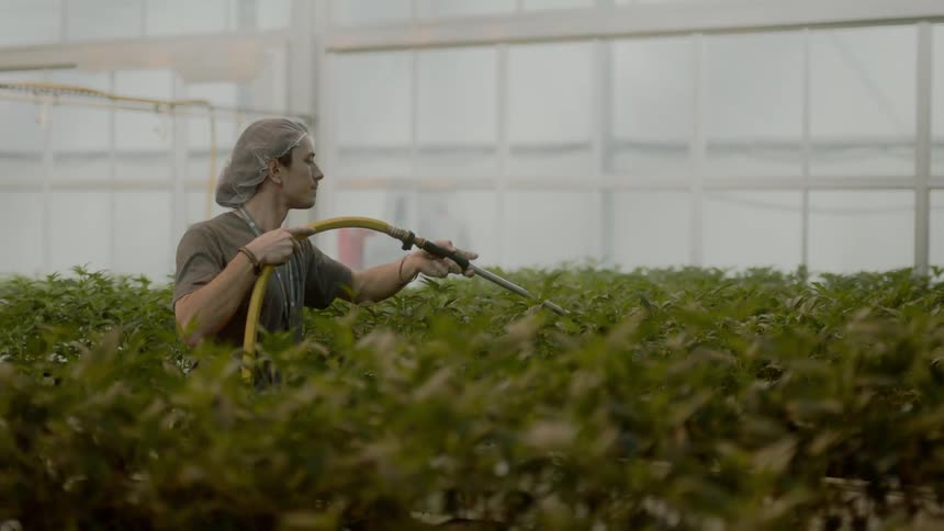 A worker sprays marijuana plants with a hose inside of a grow operation