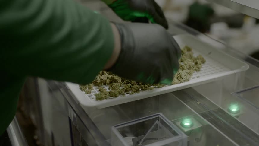 A person with black disposable gloves picking through a white tray of marijuana buds