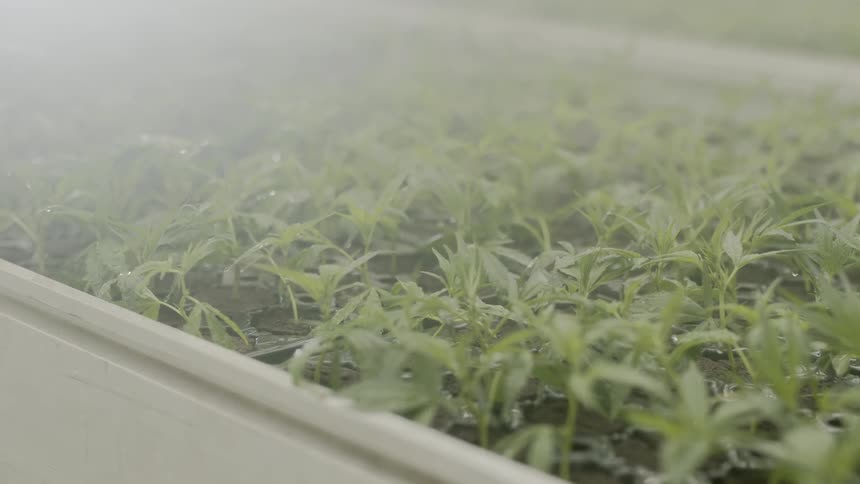 A footage of a pot plant