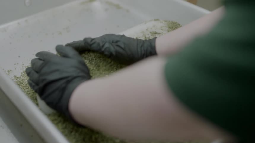 A man sorting bean at the factory