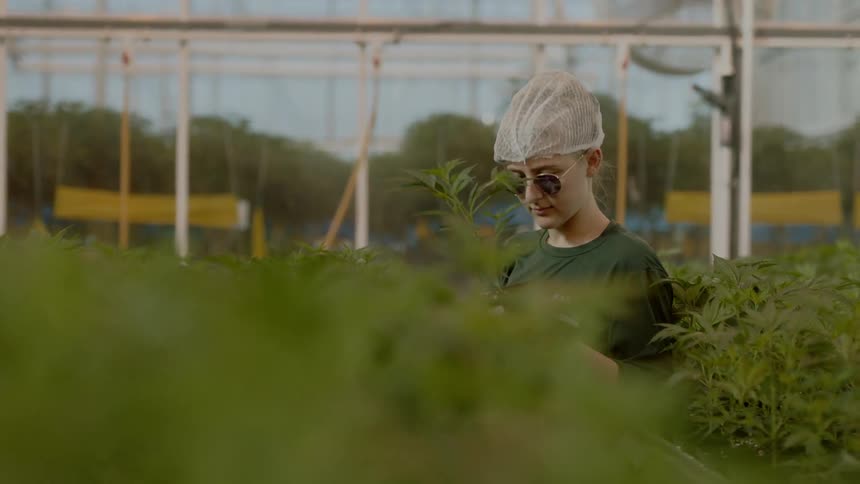 A worker inspects a marijuana plant at a grow operation