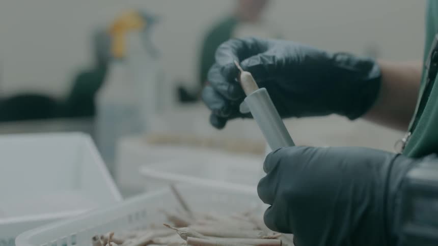 A person wearing latex gloves places two prerolled medical marijuana joints in a tube