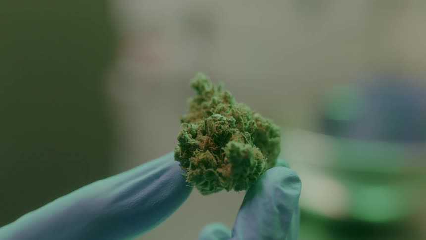 A person wearing a rubber glove holds a large bud of marijuana