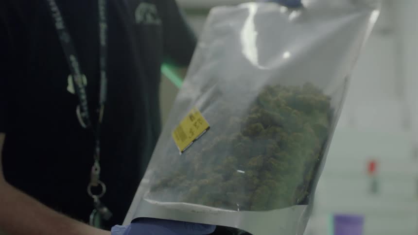 A lab technician shakes a bag of a green substance