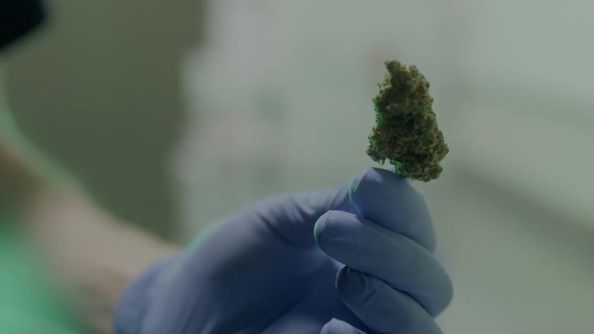 A bud is twisted in a gloved hand