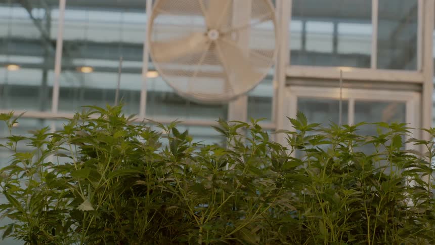 A fan blows on some plants in a greenhouse
