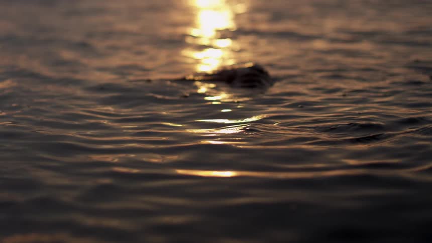 Sunlight reflects on rippling water at dusk
