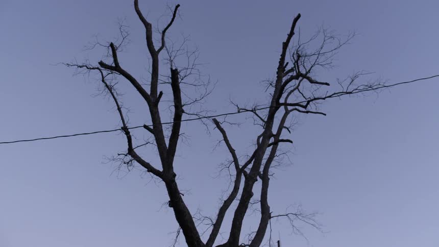 Power line going past dead tree