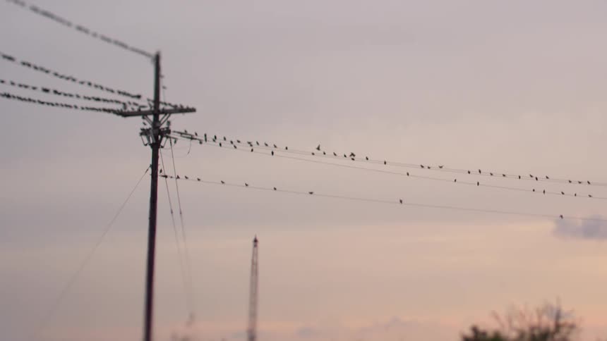 Birds sit on a power line