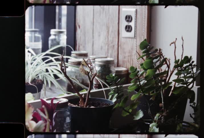 House plants in post sit on a counter near jars and an electrical outlet