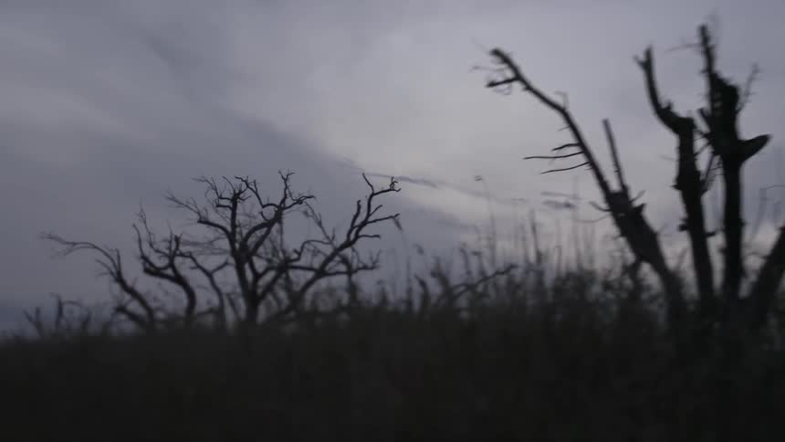Bare trees grow in the wilderness