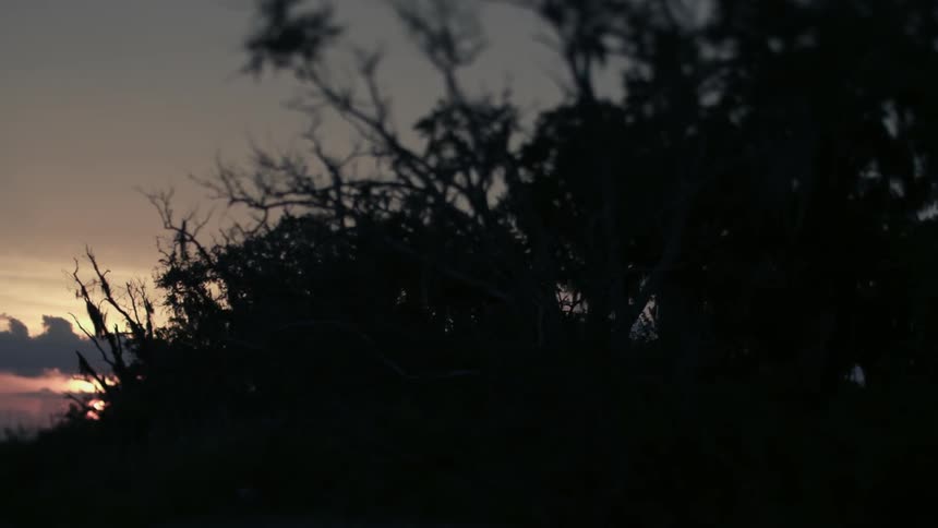 Bushes and plants in the evening