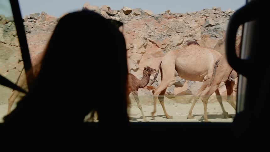 A group of camel walking in desert