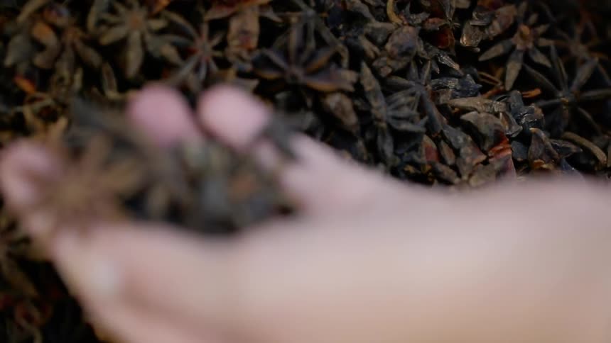 Person fingers star anise pods