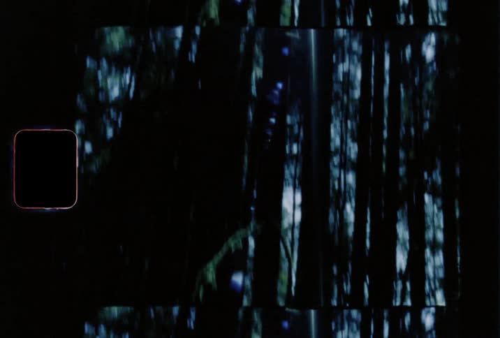 The sun shines brightly through the exceptionally tall trees in a dense forest
