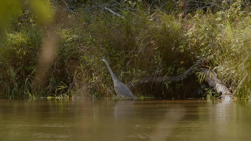 A swan wades through murky lake water