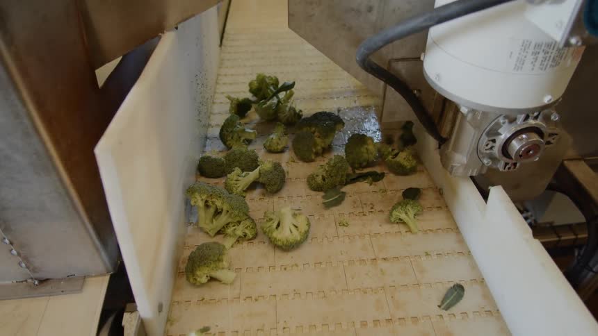 Broccoli falling on a conveyor belt
