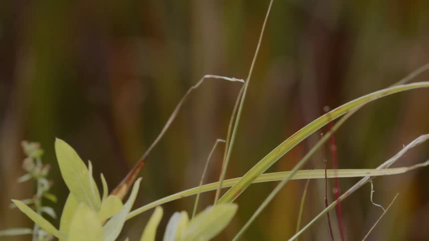 Stalks of grass waving in the wind