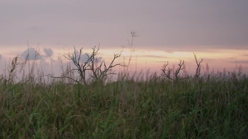 Bare trees in a grassy field at sunset