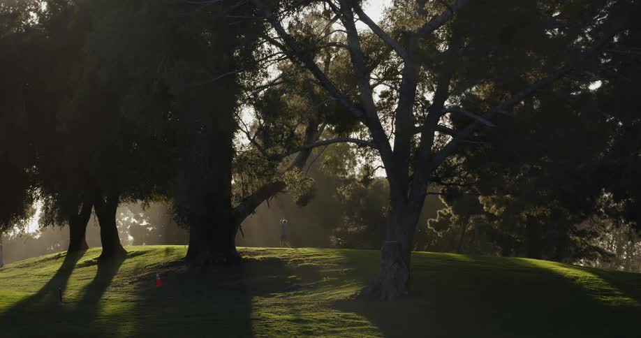 Someone plays golf in the distance beyond large trees