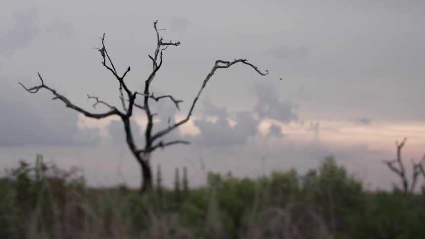 A bare tree grows in a rural field