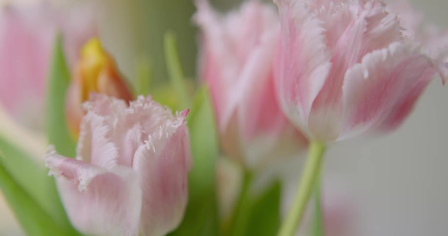 Yellow tipped orange tinged flower surrounded by pink tulips