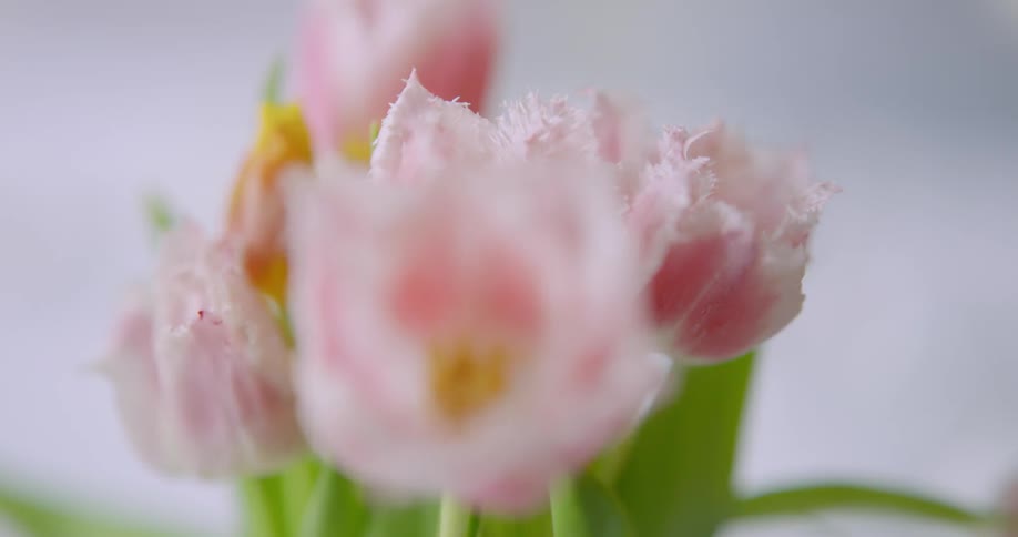 Pink and white fringed tulips