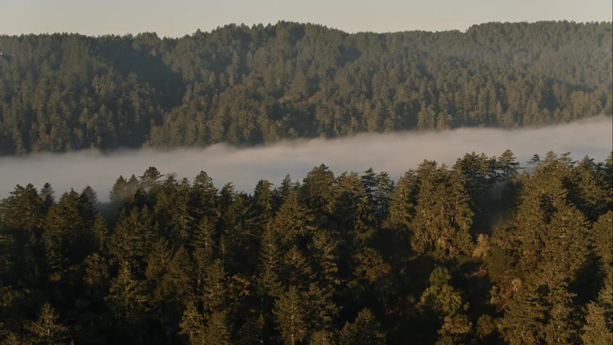 Clouds through the trees
