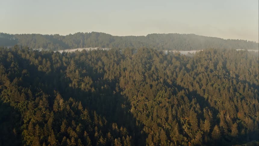 A hilly terrain covered in trees