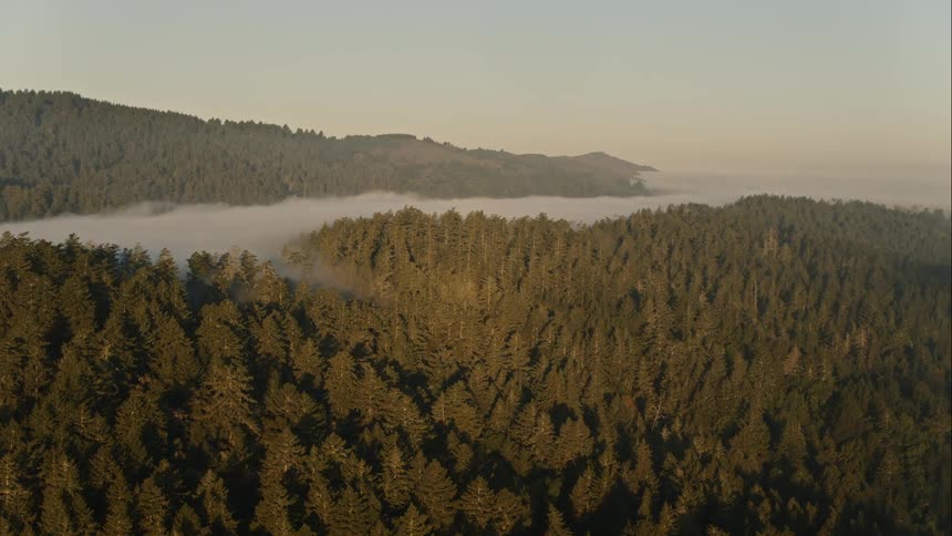 Tops of the trees near the water