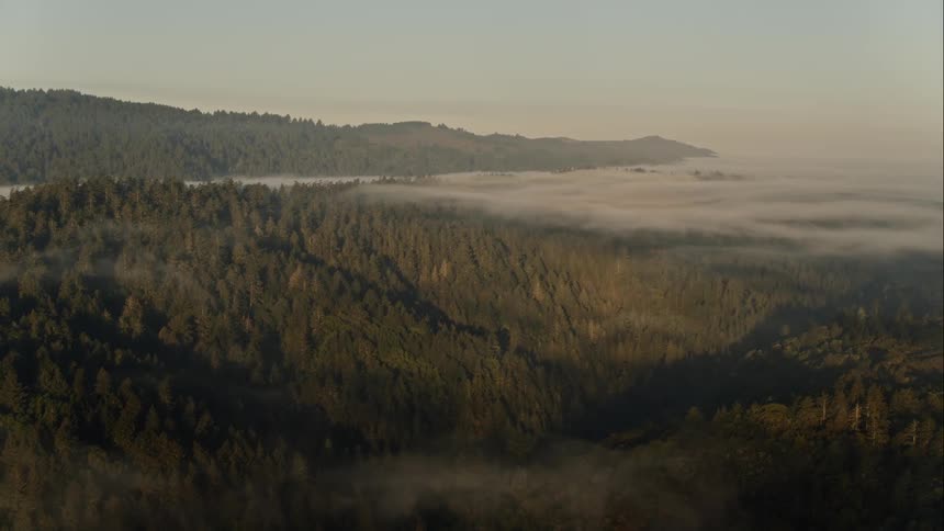 Aerial view of a forest