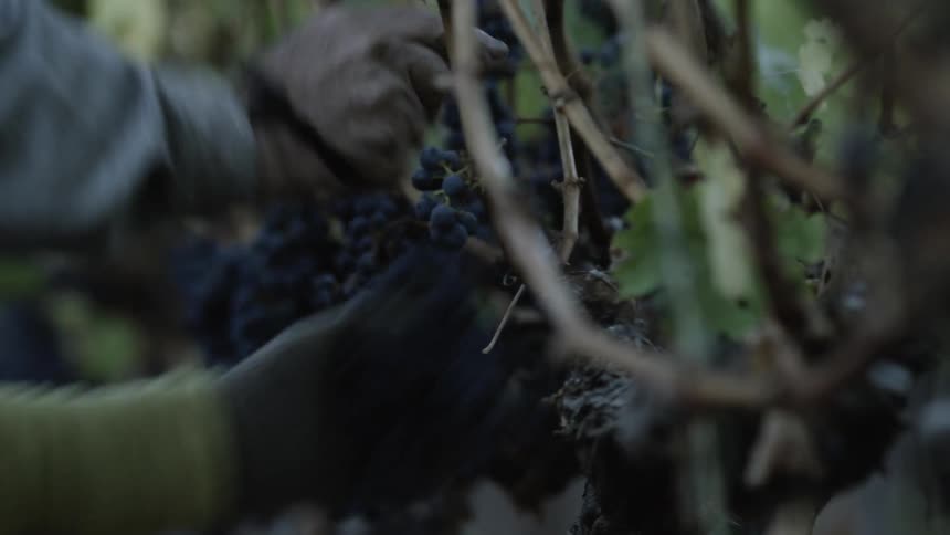 Pulling grapes from the vine