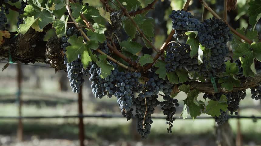 Bunches of grapes grow on a vine
