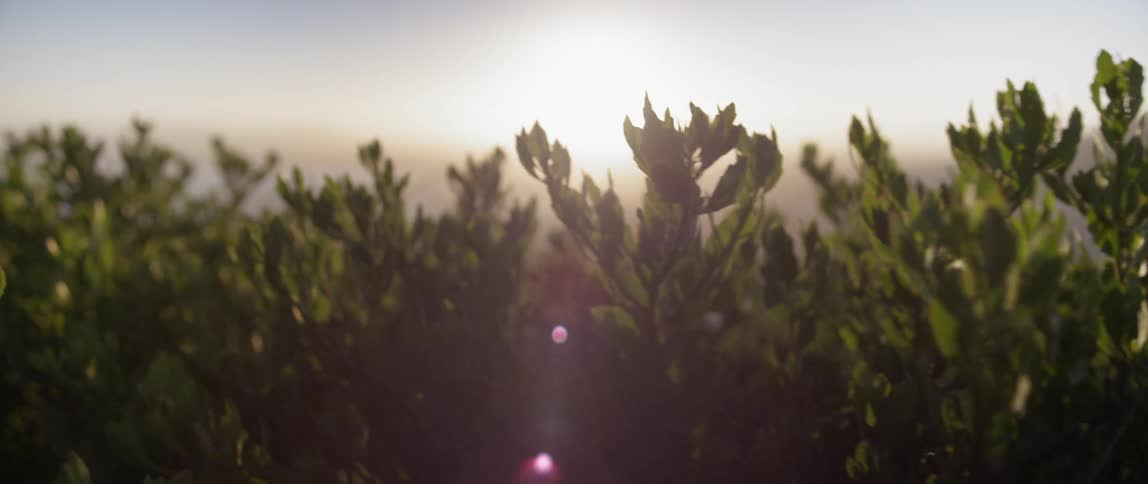 Close up of branches blowing in the breeze