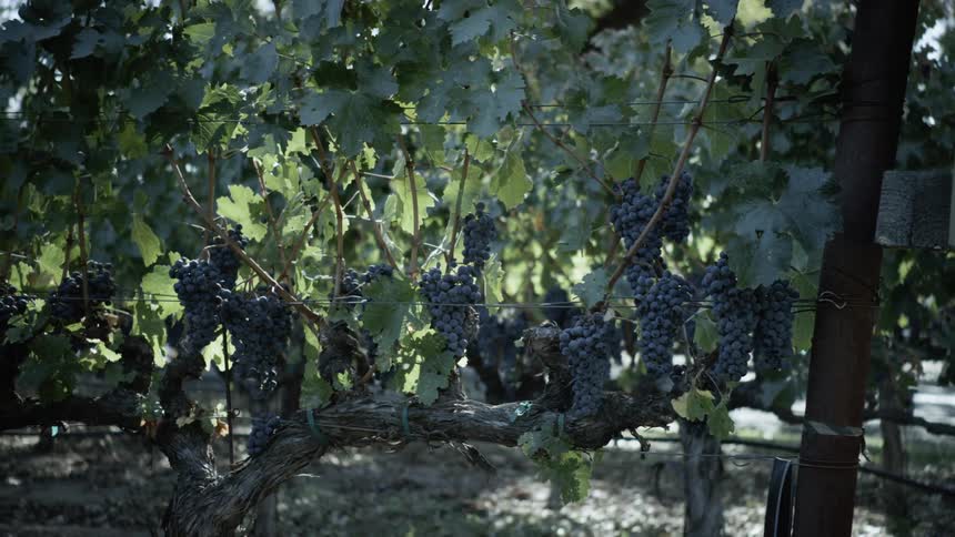 Grapes hang from vines