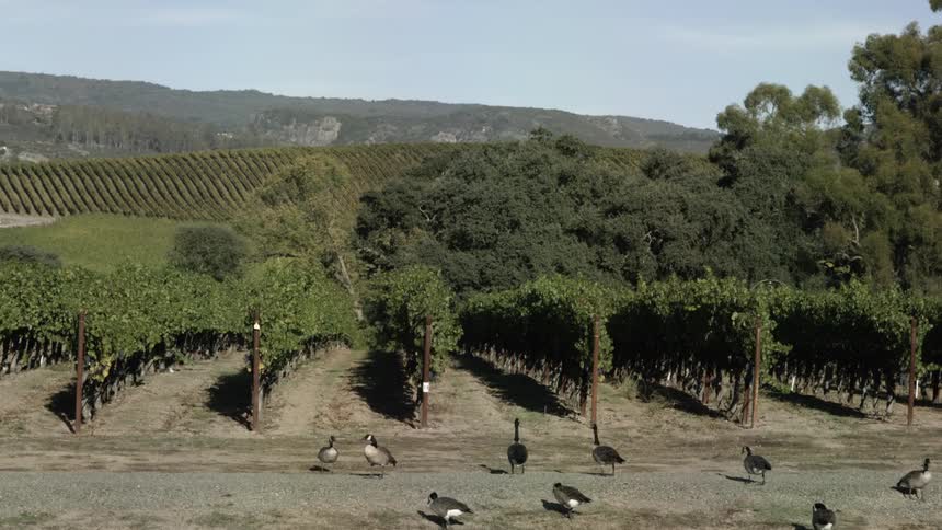 Geese walk around a grape vineyard