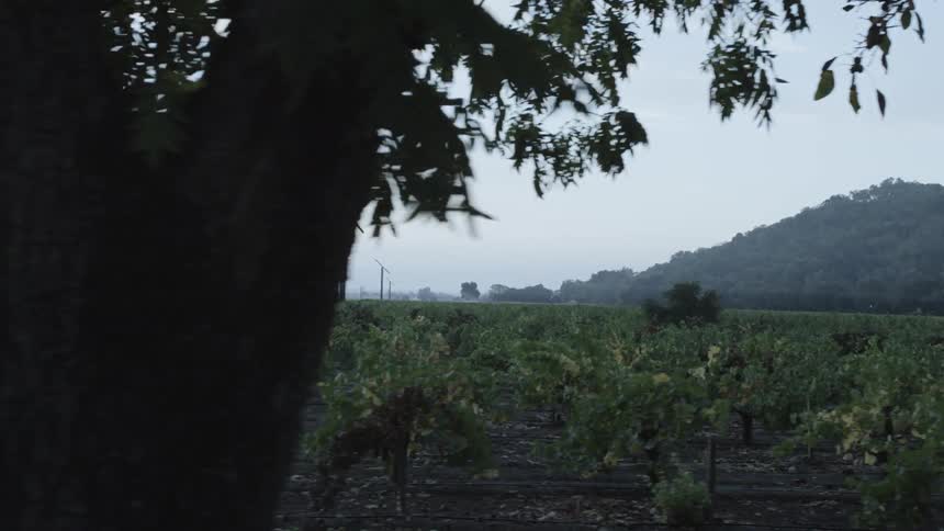 A vineyard with trees in the foreground and the sky in the background