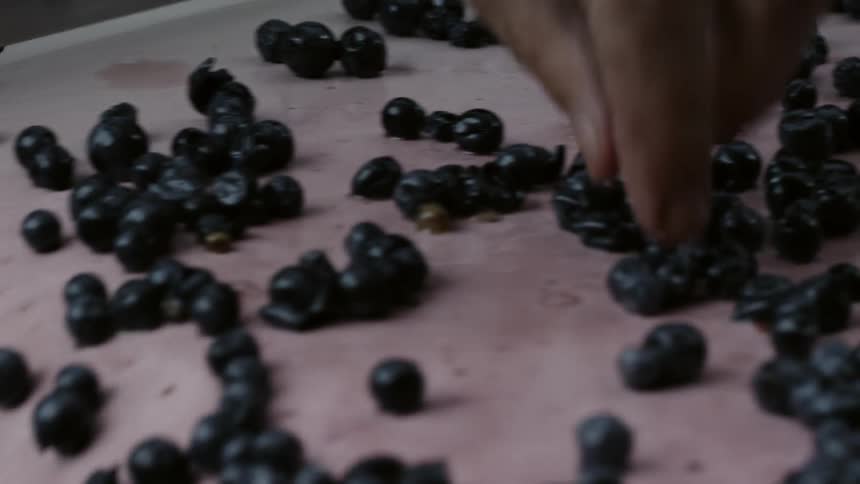 Blueberries move along a belt as a person picks up bad ones