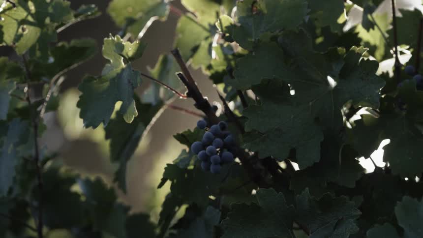 A small bunch of purple grapes on a vine on a sunny day