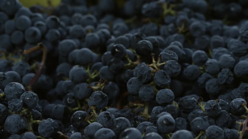 Blueberries laying in a yellow container