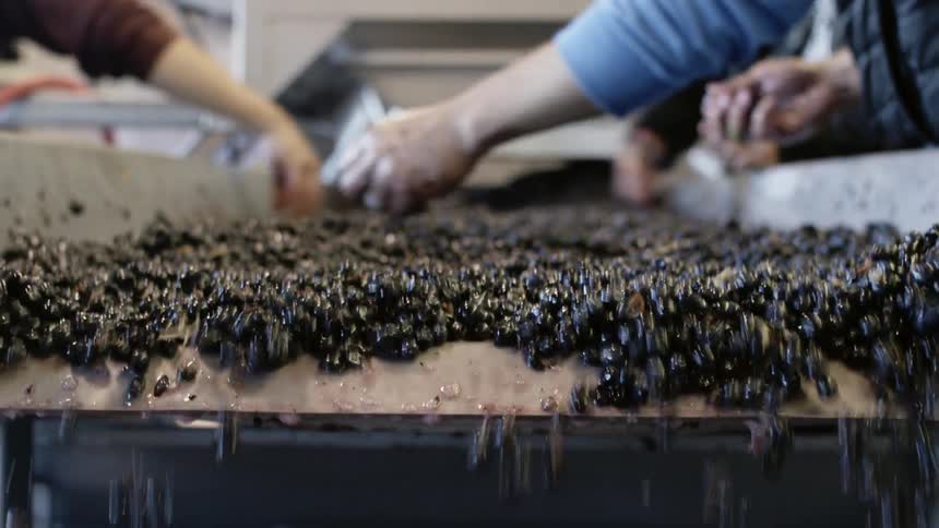 People are sorting grapes on a conveyor belt