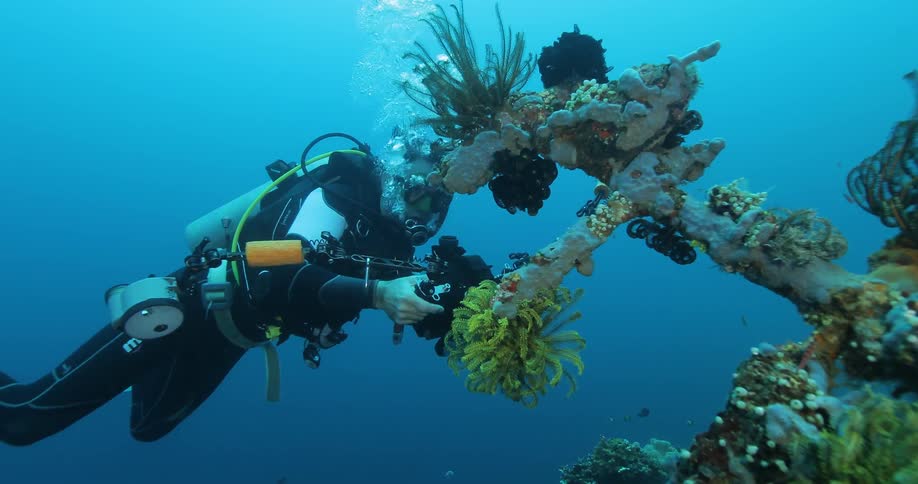 Scuba diver takes pictures of coral underwater
