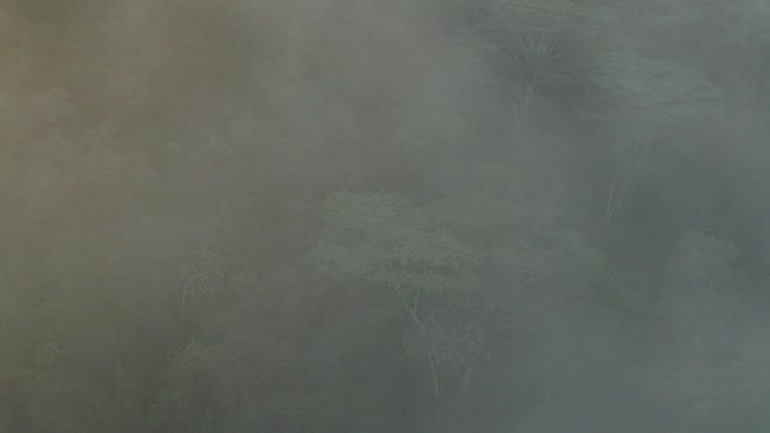 Mist canopies a dense forest