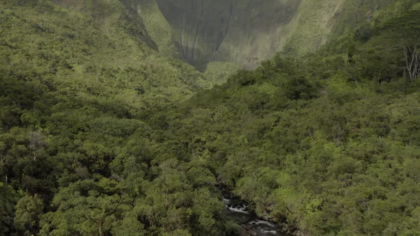 A small trail runs through tightly packed trees and bushes in a canyon