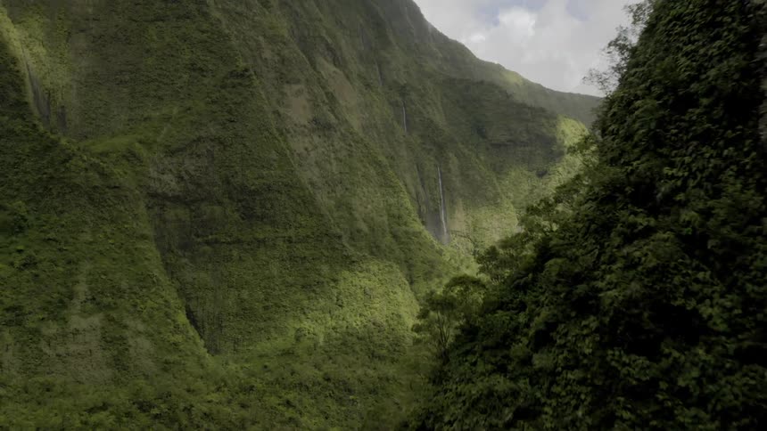 A tree covered slope