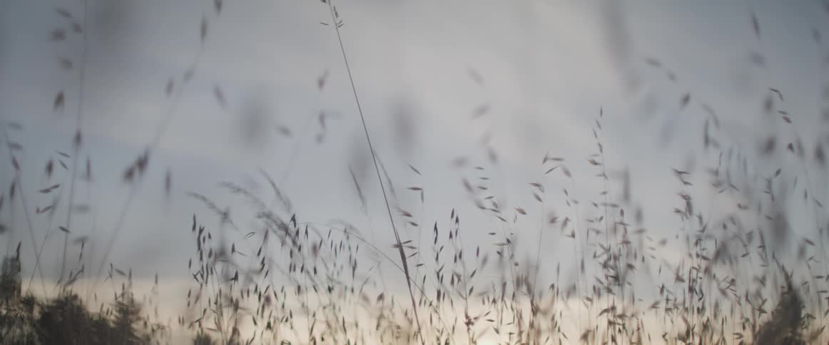 Tall weeds grow in a field