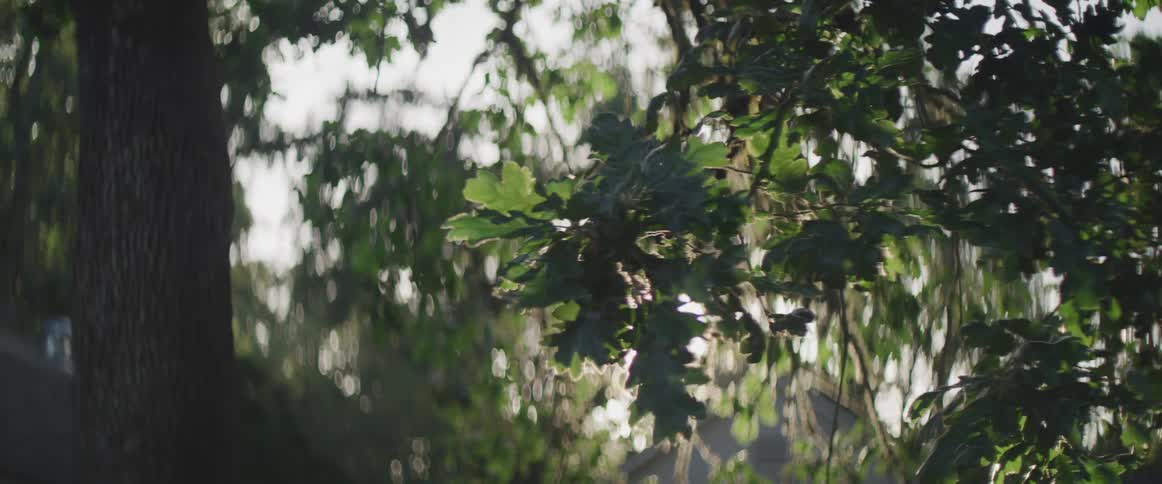 Sun glints through trees in forest