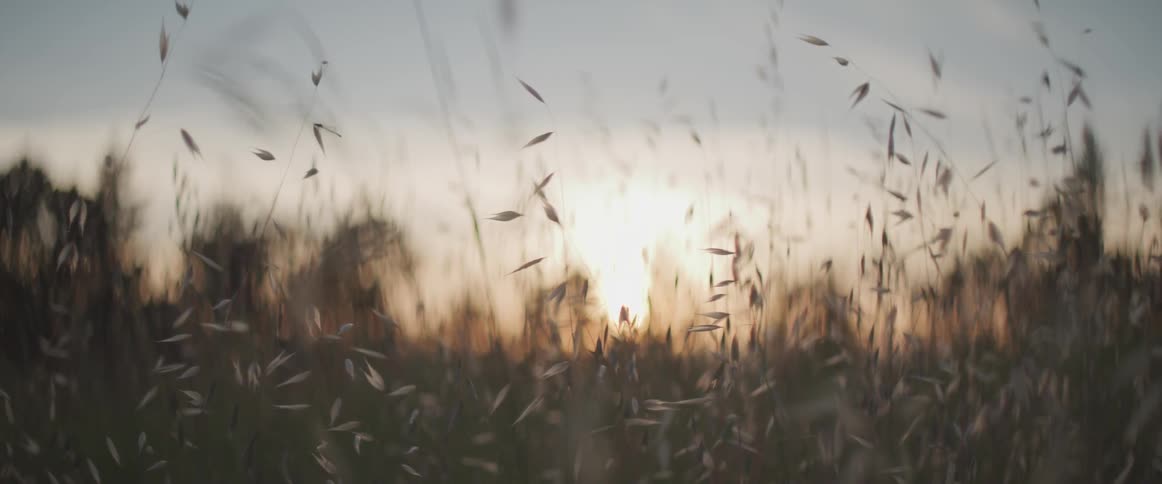 A slight wind blows through tall reeds