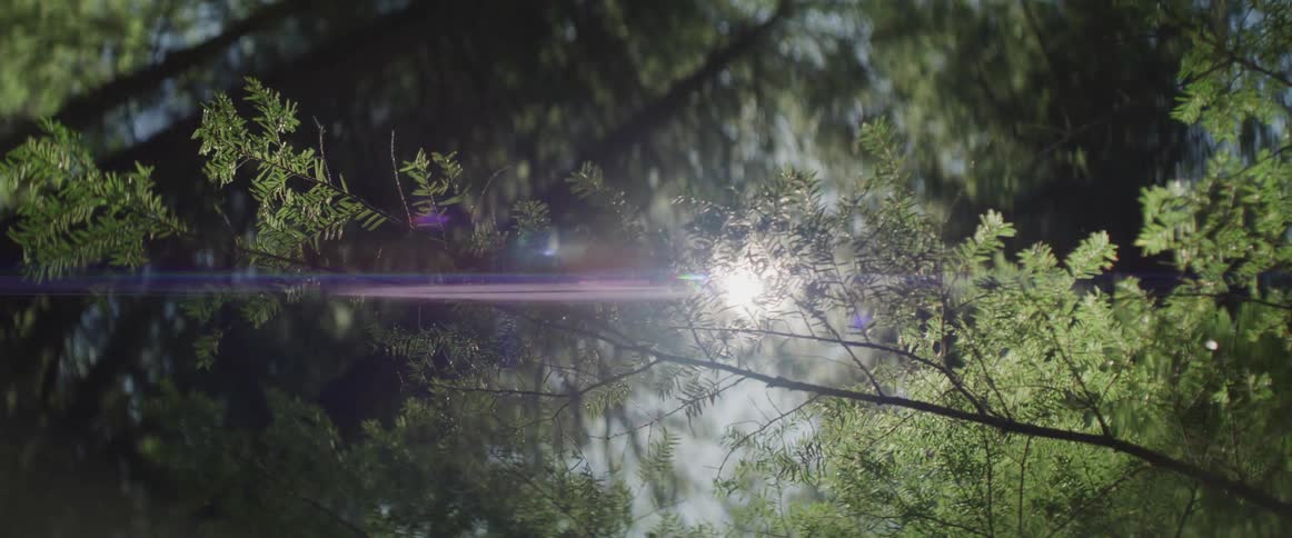 Sunlight peaks through leaves on tree branches