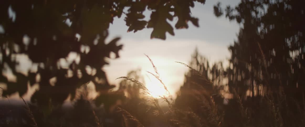 The sun shines between trees